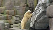ARD/NDR LEOPARD, SEEBÄR & CO., FOLGE 122, am Freitag (05.04.13) um 16:10 Uhr im ERSTEN. Eisbaerin Viktoria erklimmt das Eismeer.