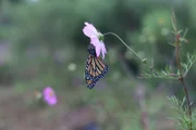 Michoacan, MEXICO - A Monarch butterfly rests on a flower in Michoacán, Mexico. Every November, millions of monarch butterflies arrive, having traveled thousands of miles to overwinter in the humid forests of Mexico. The time of their arrival coincides with the Mexican holiday Day of the Dead and the people of Michoacán believe the butterflies are the souls of deceased loved ones returning home.
