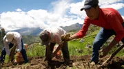 Nachbarn helfen Hernan Carrion bei der Kartoffelernte. Mehr als 300 Sorten gibt es in Peru.