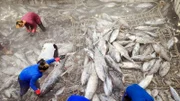 Der für Sushi besonders beliebte Gelbflossenthunfisch ist inzwischen vom Aussterben bedroht. Gelbflossenthunfisch auf Fangschiff.