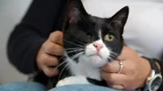 Coco muss an der Milchleiste operiert werden. Hat der Tumor schon gestreut?