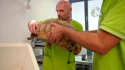 Mit ihren 20 Kilo ist Kleine Mali ein ganz schön schwerer Brocken. Schon seit zwei Wochen hat Kleine Mali nichts gefressen. Dr. Gerd Britsch fasst einen außergewöhnlichen Plan.