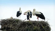 Weißstörche genießen im europäischen Storchendorf Rühstädt einen besonderen Schutz.