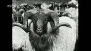 Heidschnucke in der Lüneburger Heide anno 1954.