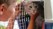 Die 14 Monate alte Maine Coon Katze Flori hat sich eine Zehe der Vorderpfote ausgerenkt.