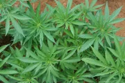 Location: Kingston, Jamaica: Close up of marijuana plant.
