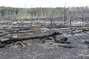 Waldbrände sind in Deutschland keine Seltenheit. Sie zerstören Flora und Fauna. Aber die Natur wird sich erholen. Trotzdem bleibt die Gefahr für den Menschen allgegenwärtig.