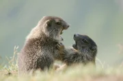 Murmeltiere (im Bild) - Bergsommer in den Berchtesgadener Alpen.