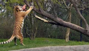 ARD/NDR LEOPARD, SEEBÄR & CO., FOLGE 125, am Mittwoch um 16:10 Uhr im ERSTEN. Tigerin Taiga beim Gymnastikprogramm für ihr Fleisch.