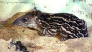 ARD/NDR LEOPARD, SEEBÄR & CO., FOLGE 124. Tapirbaby Parima ruht sich aus.