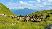 Panorama Alpenlandschaft