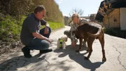 Auch in der Schweiz gibt es Hundestress: Lagotto-Welpe Falco frisst Boxer Tiago das Futter weg.