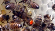 Im Celler Institut für Bienenkunde werden Königinnen gezüchtet. Eine Bienenkönigin legt bis zu 2.000 Eier am Tag.