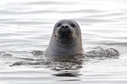 Im Wattenmeer, an der holländischen Nordseeküste, wo die Rhein-Reise beginnt, tummeln sich Seehunde. Etwa 17.000 gefüllte Badewannen entspricht die Menge an Rheinwasser, die sich hier jede Sekunde in die Strömung ergießt.