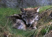 Ein junger Wolf wartet auf die Rückkehr seines Rudels.