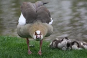 Ob Nilgänse tatsächlich eine ernsthafte Bedrohung für die Populationen heimischer Wasservogelarten darstellen, ist wissenschaftlich bislang nicht belegt.