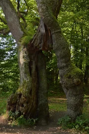 Hainich