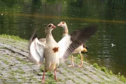 Seit 2017 ist die Nilgans auf der EU-Liste invasiver Arten geführt. Das bedeutet, dass sie einheimische Ökosysteme, Lebensräume oder Arten beeinträchtigen oder verdrängen kann. In Städten, in denen sich Nilgänse stark vermehrt haben und hohe Reinigungskosten anfallen, wird daher schnell über Bejagung zur Bestandsregulierung diskutiert.