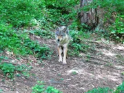 Ein Wolf in den Zentralalpen Italiens.
