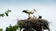 Im brandenburgischen Storchendorf Rühstädt leben 30 bis 35 Weißstorch-Brutpaare auf den Dächern.