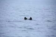 An otter floating in the waters around Port Protection.