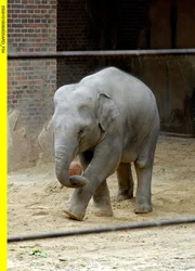 Der kleine Elefant Voi Nam spielt gern Fußball.