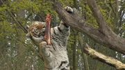 Tigerin Taiga holt sich das verdiente Stück Fleisch.