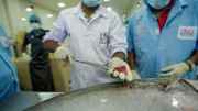 Probe auf Sashimi Qualität.