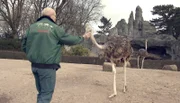 ARD/NDR LEOPARD, SEEBÄR & CO., FOLGE 125, am Mittwoch (10.04.13) um 16:10 Uhr im ERSTEN. Tierpfleger Anthony Kershaw mit Rothalsstrauss.