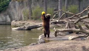 ARD/NDR LEOPARD, SEEBÄR & CO., FOLGE 124, am Dienstag um 16:10 Uhr im ERSTEN. Kamtschatkabärin Mascha zeigt uns ihr neues Spielzeug.