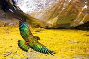 Keas sind intelligente Vögel. Sie nutzen Werkzeuge, um an Nahrung zu gelangen und sind besonders clever wenn es darum geht, Rucksäcke und Mülltonnen zu öffnen oder Dichtungsgummis bei Autos zu zerstören