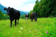 Kühe (Angusrinderund Angus Kreuzungen) auf der Alm