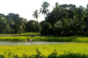 Landschaft auf Pemba, der zweitgrößten Insel Sansibars.