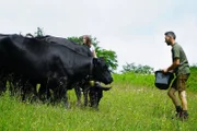 Almbauer Armin Buchegger (rechts) mit Tochter Adriane beim füttern der Angus Rindern am Kasberg während ServusTV’s „Heimatleuchten Hin über d‘ Alm - Zwischen Traunsee und Almtal mit Christina Ömmer“ Weidegemeinschaft Kasberg, Almtal, Oberösterreich, Österreich am 27.Juni 2024.