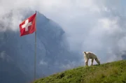 Ein Alpaka unter der Schweizer Flagge