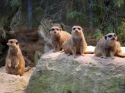 Immer unter Spannung: Erdmännchen zählen zu den Stars in jedem Zoo, auch in der Wilhelma.