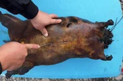 Dashsugar bereitet Boodog zu: ein mongolisches Nationalgericht mit origineller Garmethode.