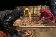 Northwestern veteran Matt Bradley sorts Opilio crab with his fellow deckhands.