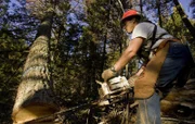 Ax Men Season2 The Reckoning Part2, Ax Men Staffel2 Ende Gelände  Tree being cut and falling..