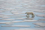 Ein junges Eisbärenweibchen auf der Insel Svalbard wandert durch die Schmelzwasserkanäle auf dem Meereis. Zu dieser Jahreszeit wird die Jagd schwierig, da das Packeis zu schmelzen beginnt. (National Geographic/Tom Hugh Jones)