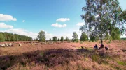 Die Lüneburger Heide bei Döhle zur Heideblüte.