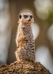 Erdmännchen.