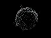Acanthamoeba