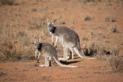 Grey kangaroo.