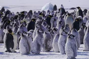Küken, die in der Kolonie der Kaiserpinguine von Cape Washington auf die Rückkehr ihrer Eltern mit Futter warten.