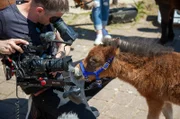 Kameramann Michael Reithmeier filmt das neugierige Fohlen Pepper.
