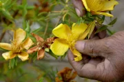 Solche gelben Blüten sollen Frauen in den Wechseljahren helfen, erklärt Daniel Tibère.
