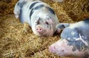 Sechs Landfrauen, ein Oldtimerbus und ein Kochwettbewerb mit jeweils einem Drei-Gänge-Menü. Weitere Informationen unter http://www.swr.de/lecker-aufs-land. Ganz entspannt: Ein buntes Bentheimer Schwein im Stroh.