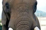 Elefantenbulle Tembo im Tierpark Berlin.