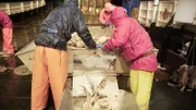 The Northwestern crew sorting their catch.